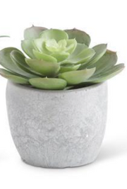 Succulents in Cement Pots - Courtyard Style