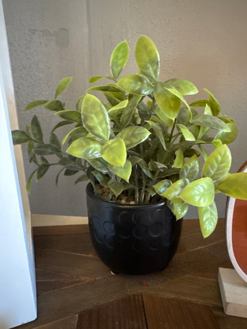 Potted Plant