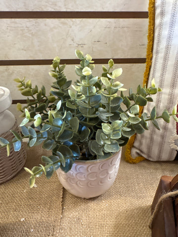 Potted Plant