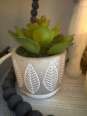 Succulent