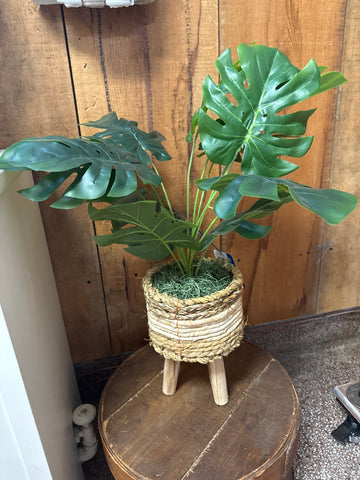 Monstera Plant with stand