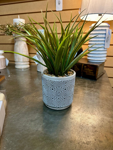 Potted Plant