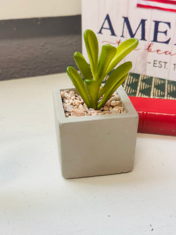 Square Potted Succulents