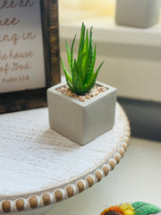 Square Potted Succulents