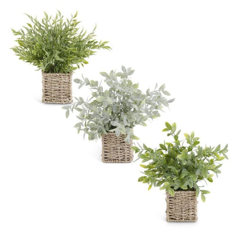 Small Potted Plant in Basket - Courtyard Style