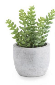 Succulents in Cement Pots - Courtyard Style