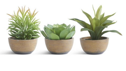 Succulents in Pots - Courtyard Style