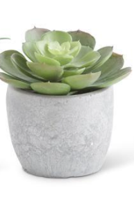 Succulents in Cement Pots - Courtyard Style