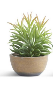 Succulents in Pots - Courtyard Style