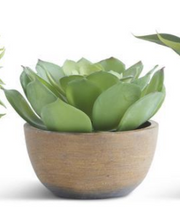 Succulents in Pots - Courtyard Style