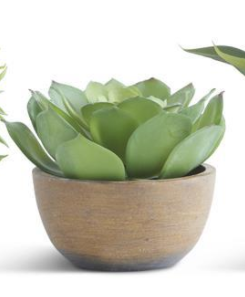 Succulents in Pots - Courtyard Style
