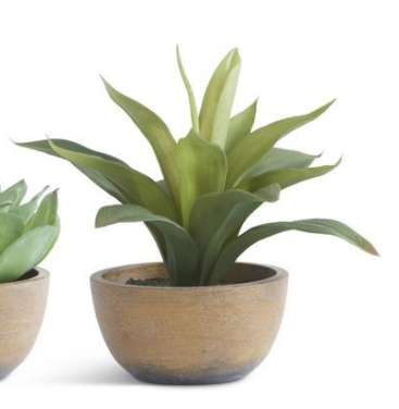 Succulents in Pots - Courtyard Style